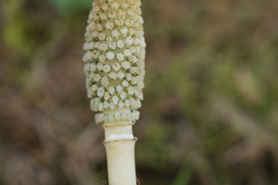 Grande Prêle - Strobile sur axe fertile (Equisetum telmateia)